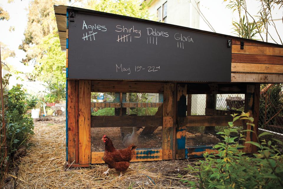 Check out these must-see designs for raising backyard chickens in style