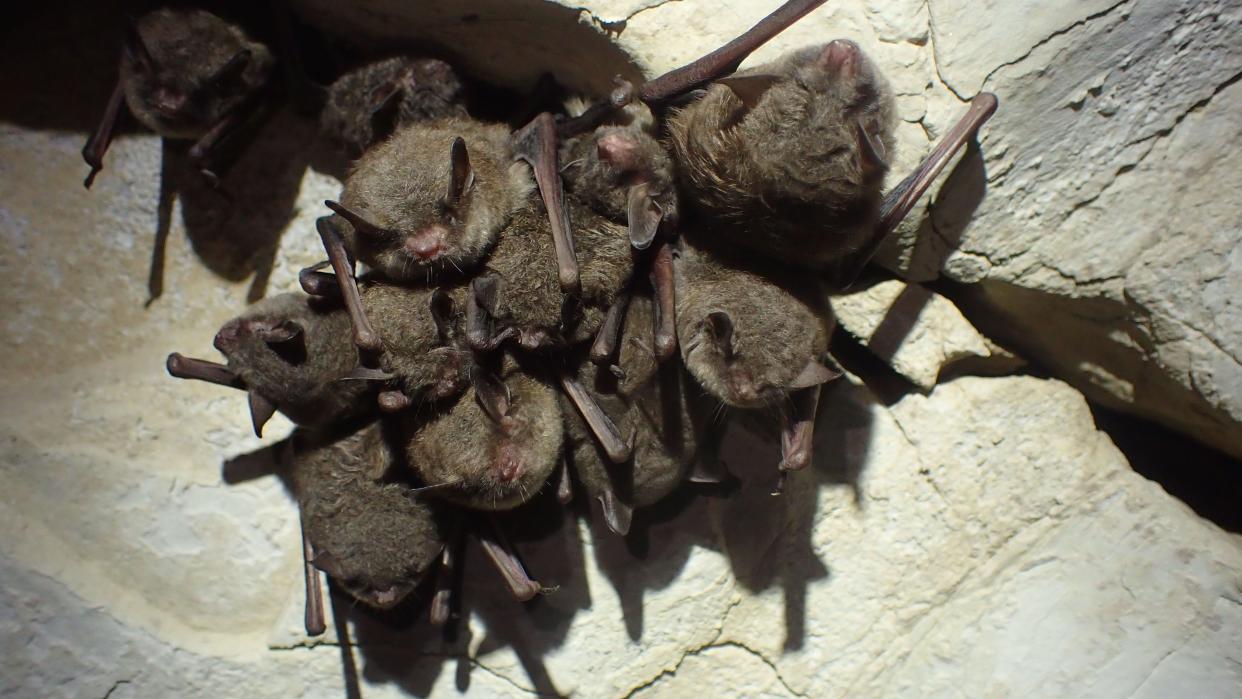 A cluster of endangered Indiana bats nestle together in a Tennessee cave in 2019.