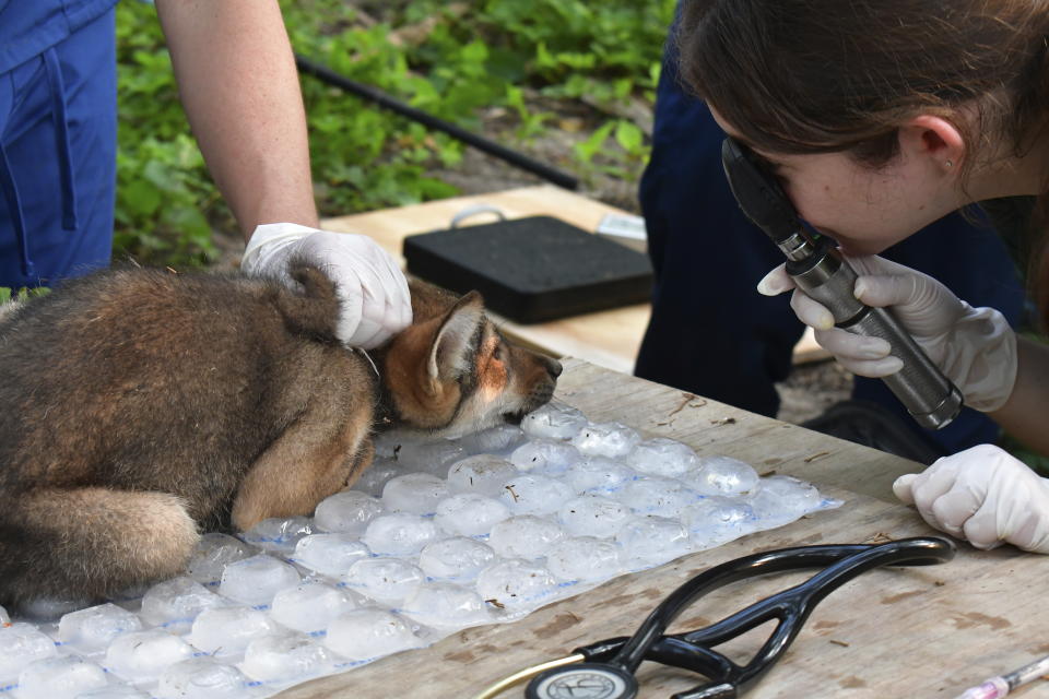 This image provided by the Saint Louis Zoo shows a red wolf pup during a June 2024 health checkup at the Saint Louis Zoo Sears Lehmann, Jr. Wildlife Reserve. ( Joshua Sydney Smith/Saint Louis Zoo via AP