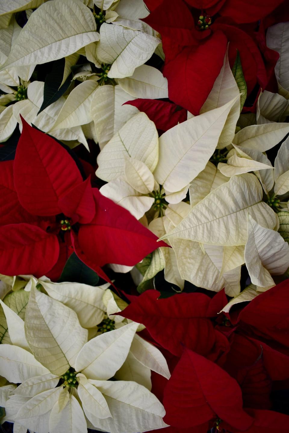 Contrary to popular belief, poinsettias are not toxic to people or pets.