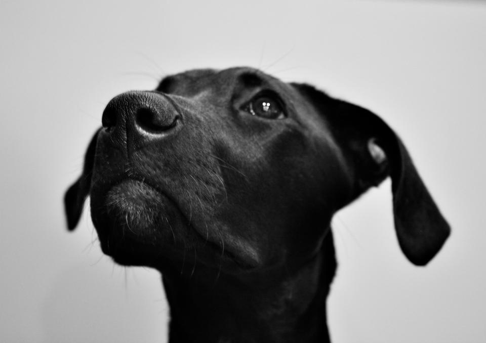 Rosie, the author, wondering when her next meal will come.