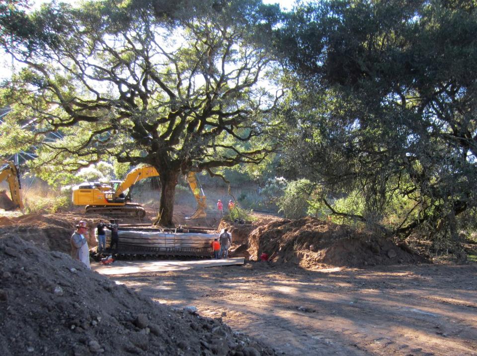 A northern California couple was ordered to pay nearly $600,000 after uprooting a 180-year-old oak tree for their new home.