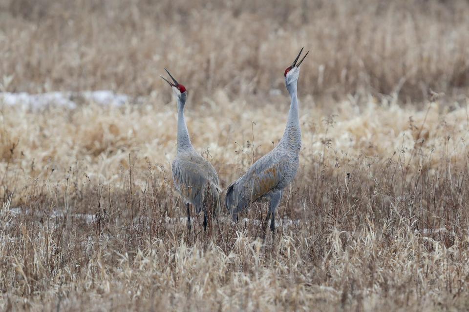 FILE - Sandhill Cranes make a bugling call together in the 80-acre wetland restoration area at Woodland Dunes Nature Preserve on March 20, 2019.