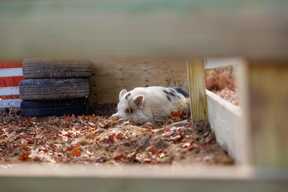 Kevin Bacon, a 200-pound pig, enjoys his new home after he was finally captured following two weeks on the run, Tuesday, Oct. 31, 2023, in Cumberland Township.