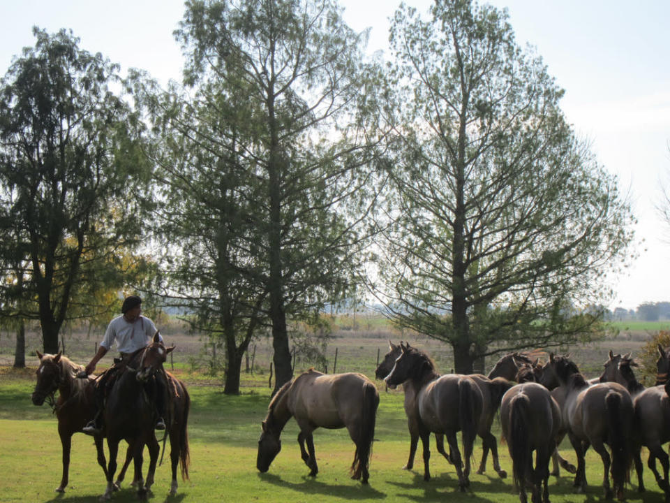 <p>Explore the landscape on horse back before consuming your weight in steak and locally produced red wine with your Gaucho hosts on a working farm in rural Argentina. <br><i>Image credit: <a href="https://www.flickr.com/photos/alaporte/" rel="nofollow noopener" target="_blank" data-ylk="slk:Mort Guffman;elm:context_link;itc:0;sec:content-canvas" class="link ">Mort Guffman</a></i></p>