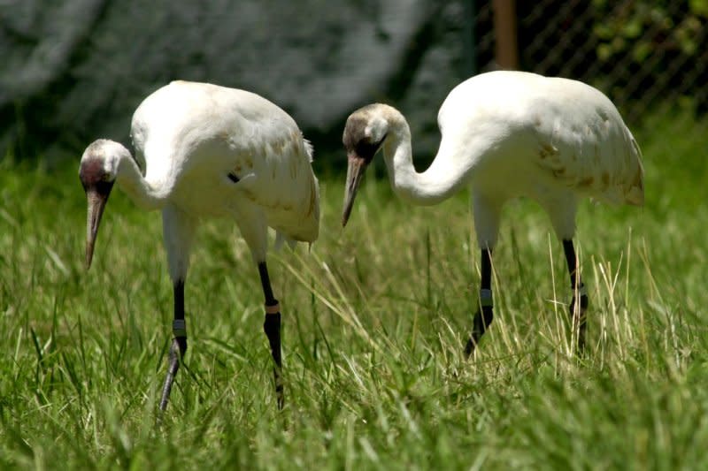 The whooping crane nearly died out, with only 16 reported in 1941. Its population has since recovered to more than 500 and is considered stable. File Photo by Roger L. Wollenberg/UPI