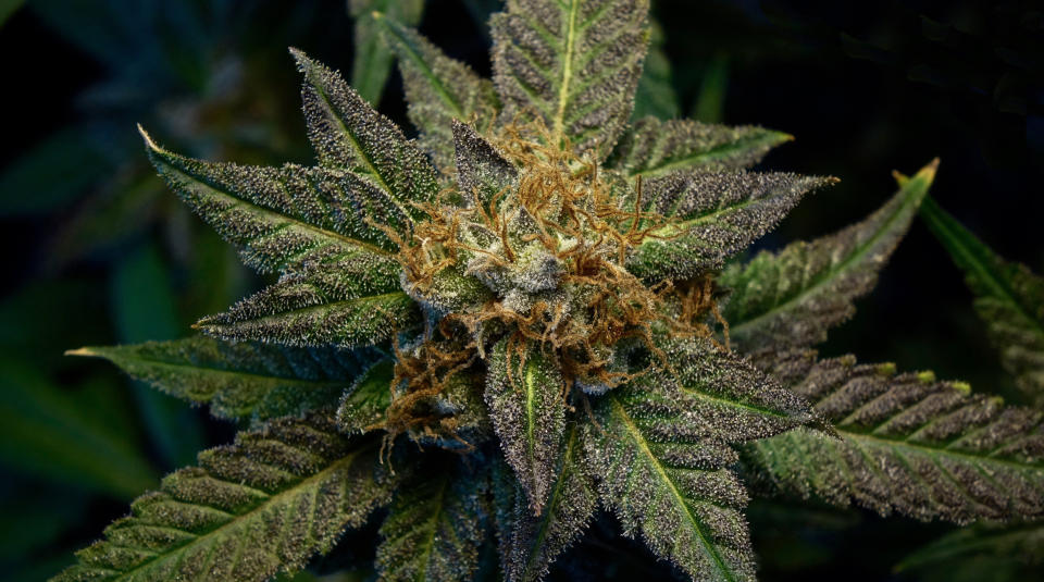 An up-close view of a flowering cannabis plant.