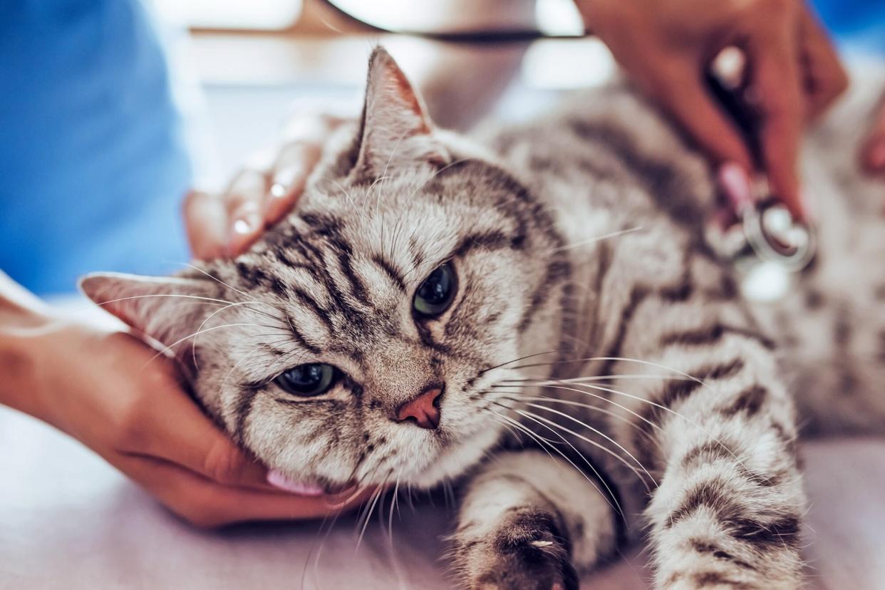 vet listening to cat heart murmur with stethoscope