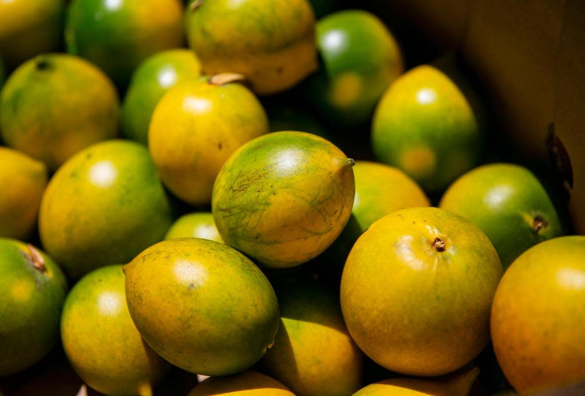 A box full of caimitos is gathered at the Miami Fruit farm in Homestead.