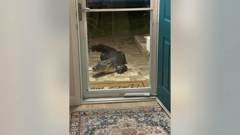 <div>An alligator showed up to the front door of a Viera woman's home on April 29, 2024. (Photo: Marie Landwermeyer)</div>