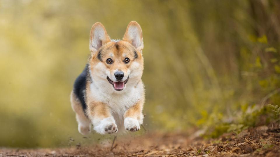 Welsh Corgi runs towards camera