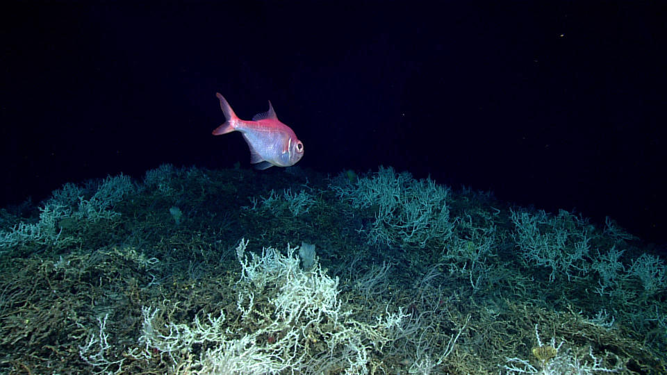 Alfonsino fish (commercially important species) swimming over a field of Lophelia pertusa. / Credit: Image courtesy of the NOAA Office of Ocean Exploration and Research, Windows to the Deep 2019