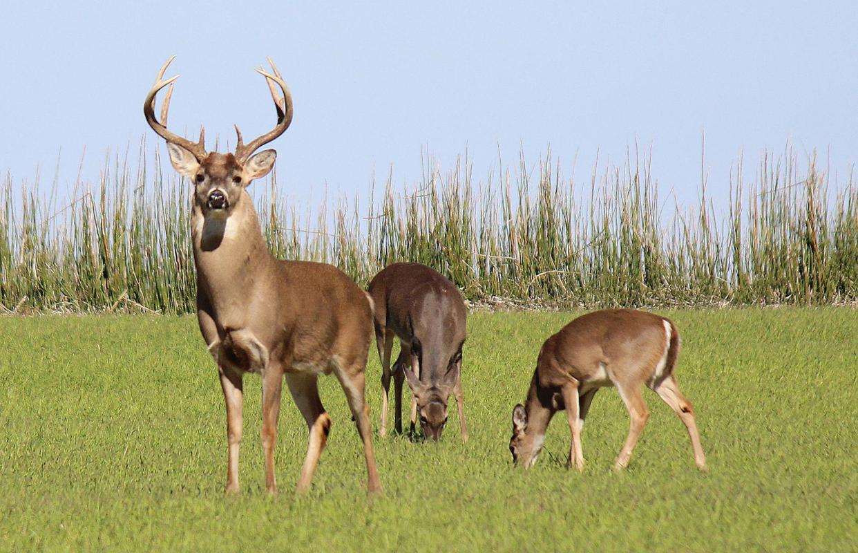 Hunters who shoot a deer in Kansas this fall will be able to have their deer carcasses tested for chronic wasting disease free of charge thanks to a study by the Kansas Department of Wildlife, Parks and Tourism, in conjunction with the University of Missouri.