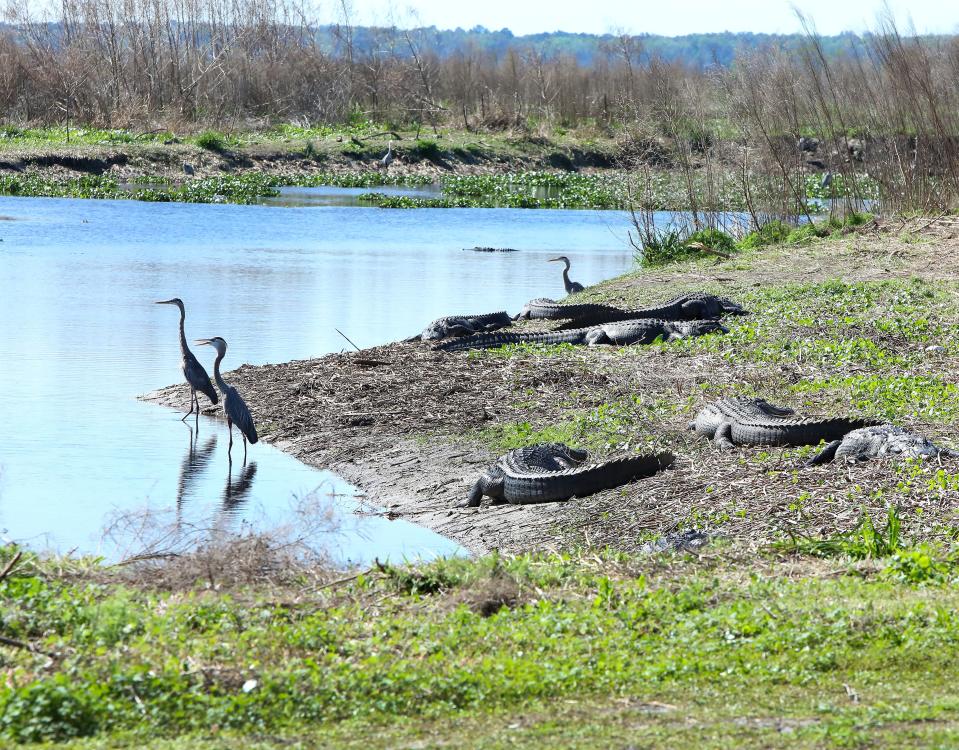 Great blue herons at the water edge as alligators bask in the sun on the bank off La Chua Trail in Gainesville Fla. March 5, 2021. Payne's Prairie has a rich and interesting history from the prehistoric peoples that lived there after the Ice Age to pirates looking for precious stones that might be in the area.