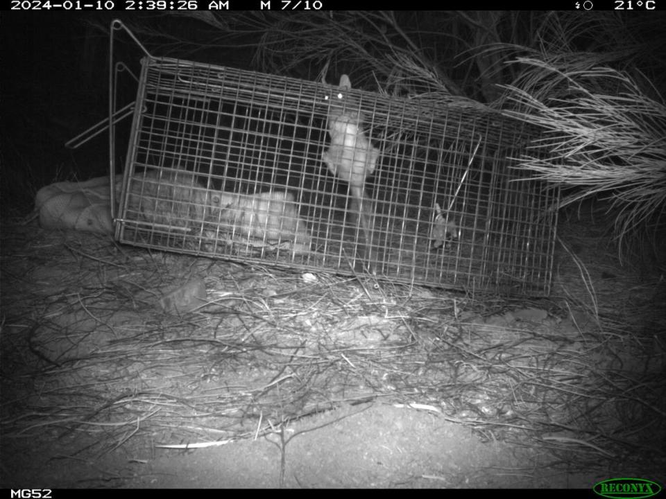 A baby Western quoll climbs on a trap at the Mount Gibson Sanctuary. Photo from the Australian Wildlife Conservancy