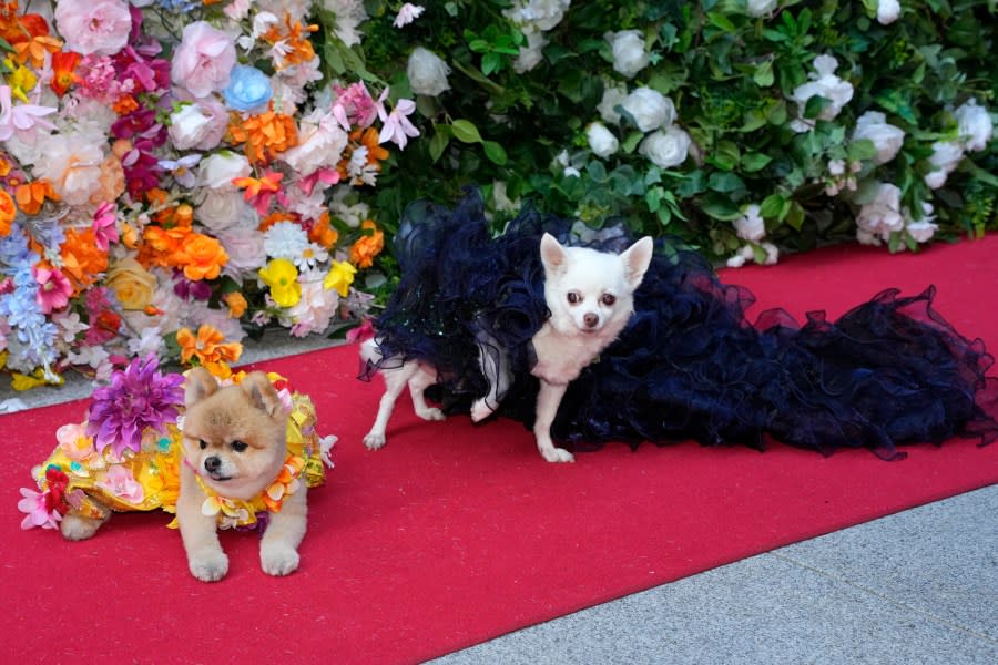 Dogs attend the Pet Gala fashion show at AKC Museum of The Dog on Monday, May 20, 2024, in New York. (Photo by Charles Sykes/Invision/AP)