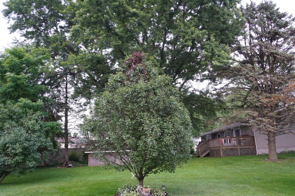 Fireblight on Callery (ornamental) pear.