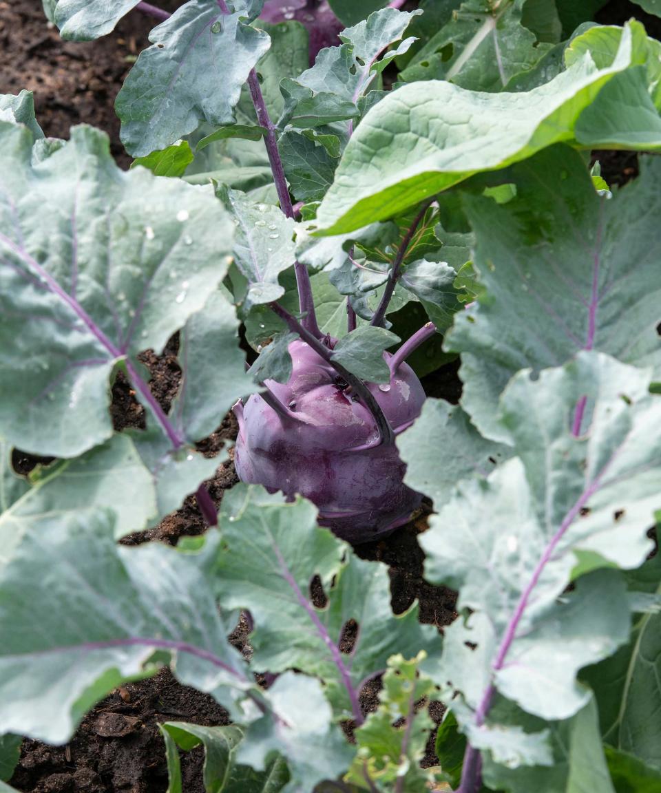 5. Kohl rabi ‘Kolibri’