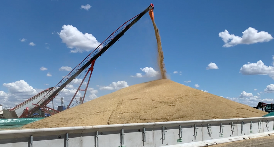 Grain being stockpiled.