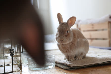 One of the eight bunnies adopted by Jacob Levitt sits at his apartment in New York, U.S., April 11, 2019. REUTERS/Shannon Stapleton