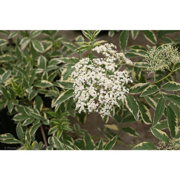 3) Elderberry