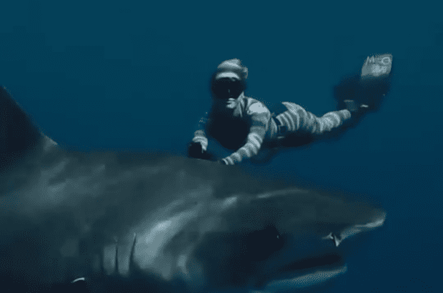 Ocean Ramsey, pictured above with a shark, offers tips for a safe Hawaiian 'shark season.' <p><a href="https://www.instagram.com/p/Cy2ZK1Vu-ks/" rel="nofollow noopener" target="_blank" data-ylk="slk:Instagram/Ocean Ramsey;elm:context_link;itc:0;sec:content-canvas" class="link ">Instagram/Ocean Ramsey</a></p>