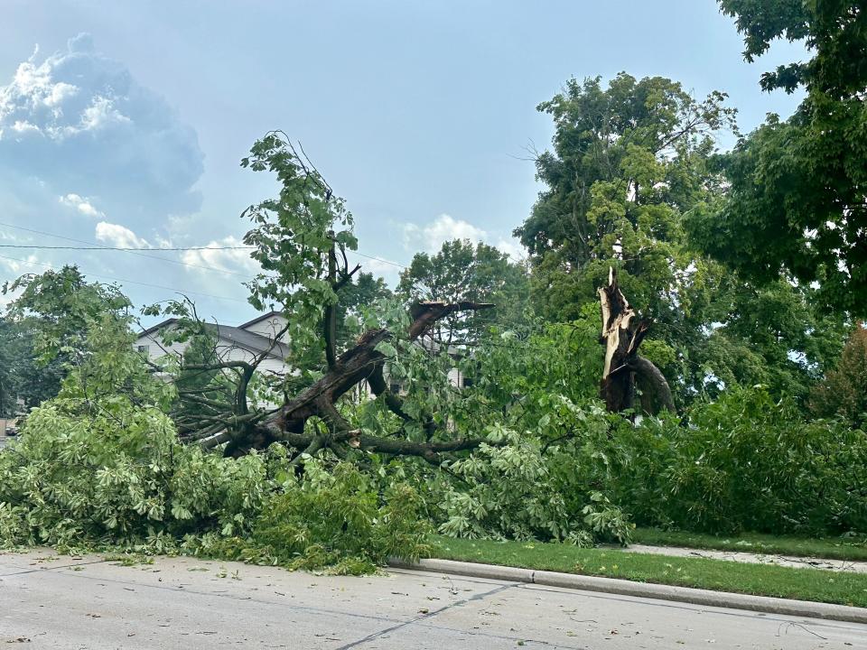 A downed tree at Washington Park after a storm swept through the city at around 4:10 p.m. Thursday, Aug. 3, 2023.
