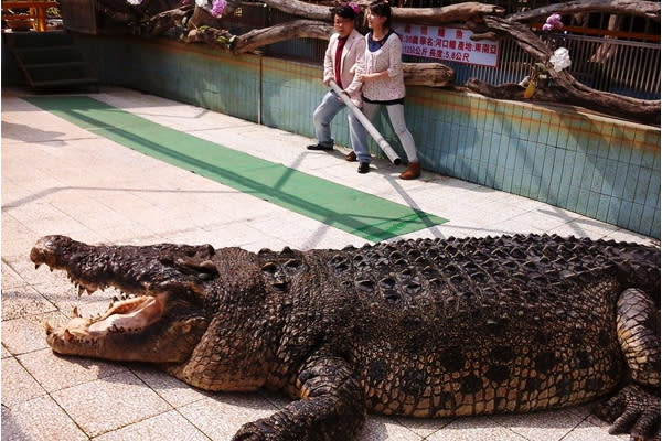 巨大的鱷魚明星小河。（圖片來源／麻豆鱷魚王）