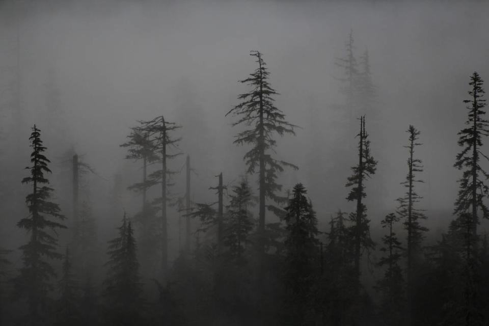 Tristan Jones’ ”Subdued Fog” was judged Best in Class (college) in the 2022 “Essence of Bellingham” photo competition.