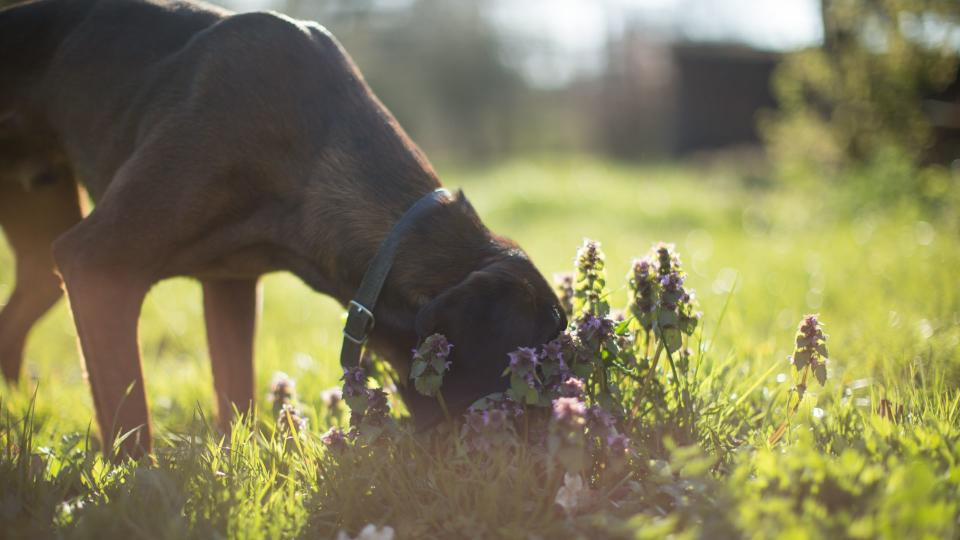 Dog sniffing flowers
