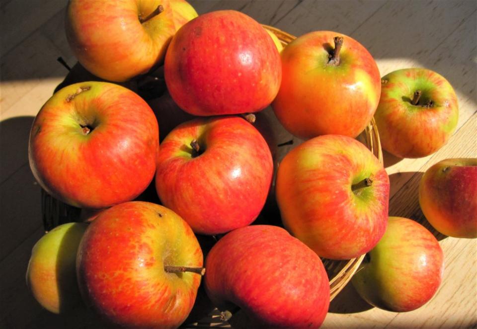 紅潤鮮甜的野生蘋果如常果落人間。