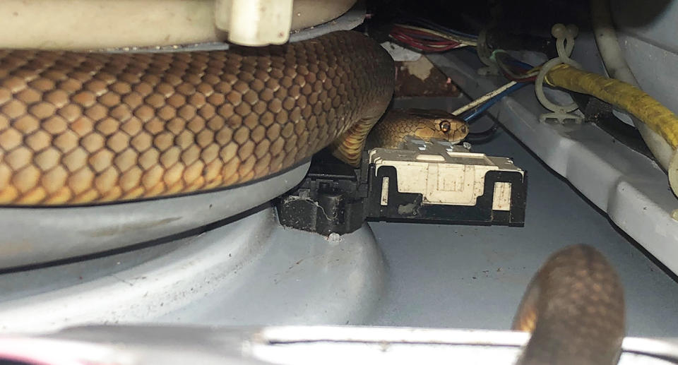 The Eastern brown snake curled up inside a washing machine.