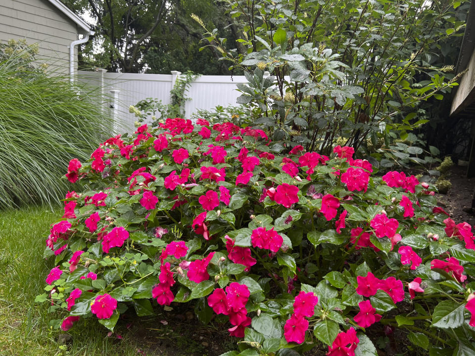 This Aug. 25, 2023, image provided by Jessica Damiano shows a border of Beacon Pink Lipstick impatiens on Long Island, New York, The plants will be available at garden centers beginning in 2024. (Jessica Damiano via AP)