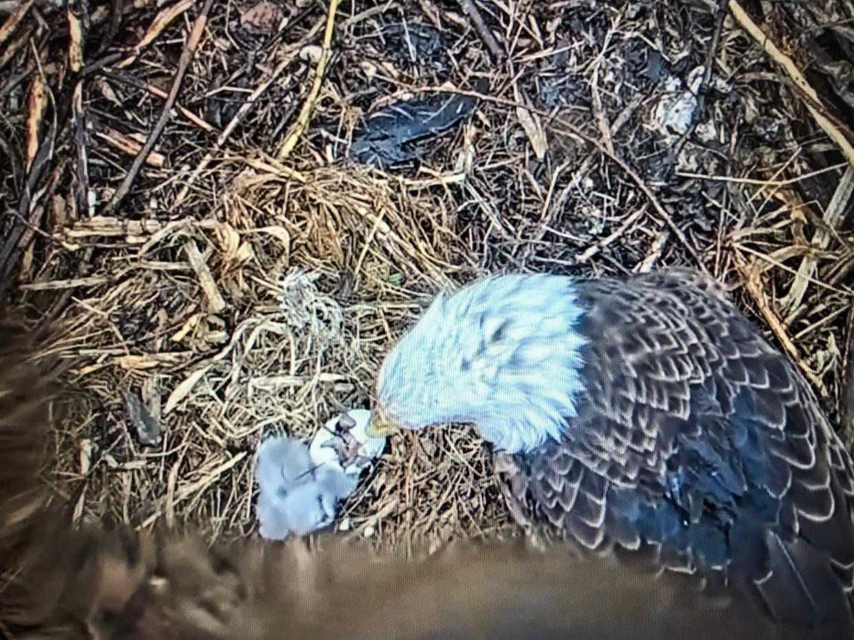 An adult bald eagle tends to a newly hatched eaglet and an eaglet that's emerging from its shell on Wednesday, April 3, 2024, in the nest at St. Patrick's County Park in South Bend, as seen through the University of Notre Dame's "eagle cam."