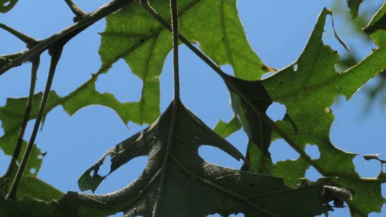 'Tell people not to panic': Experts say Canada's caterpillar and worm infestation will end