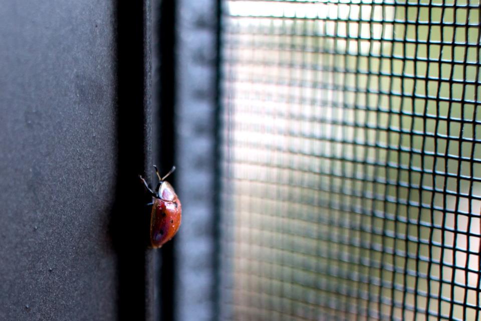 meaning of ladybugs ladybug walking up a window sill