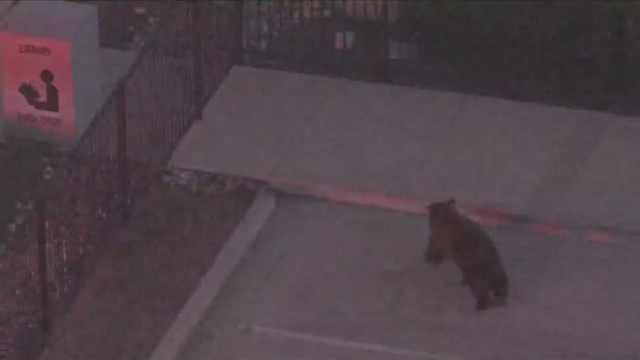 Bear on the run in Muscoy on Sept. 28, 2023. (KTLA)