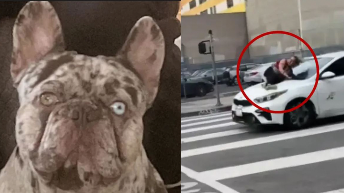 DTLA case dramatic dognapping Arrest in made