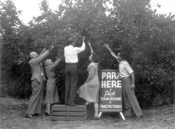 A citrus photo op, pre-Instagram: WInter Haven, 1946.