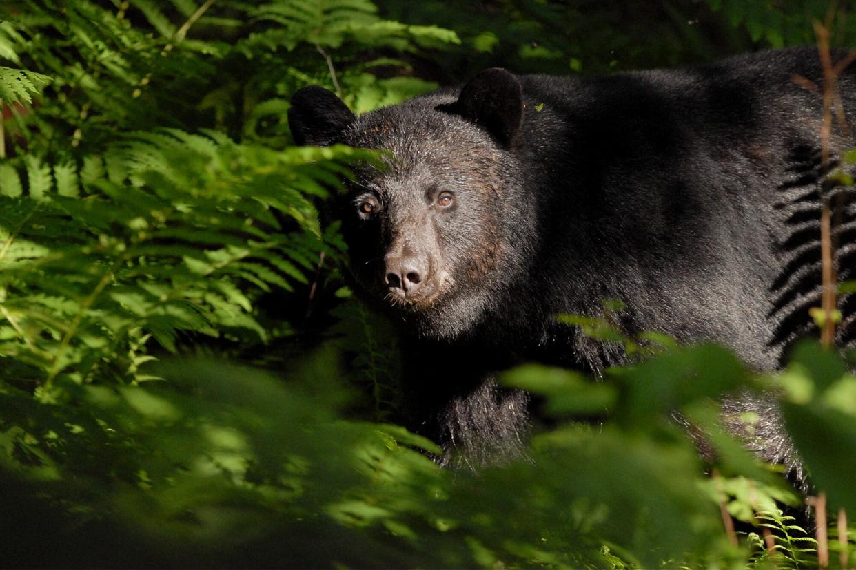 Brown Bear, Fayston, Vermont.