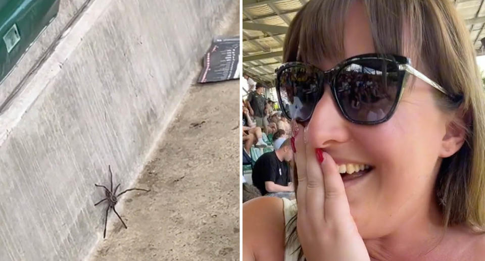 A photo of a baby huntsmen at Australia zoo amongst seats. Another photo of A British tourist visiting Australia Zoo who was mortified when a huge huntsmen crawled out from under her seat.