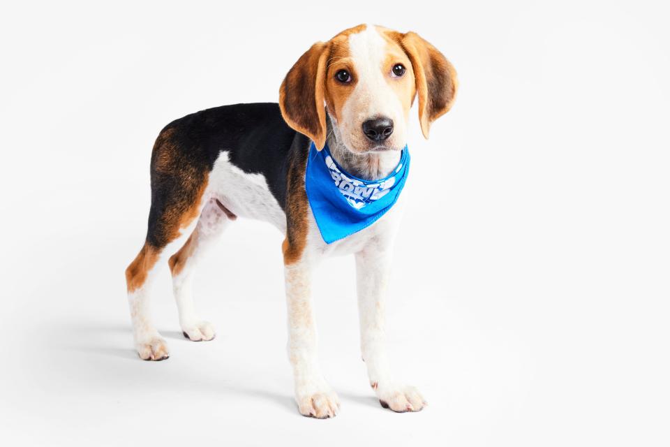 American Foxhound/Beagle Linus is from The Ronnie Stanley Foundation in Baltimore, MD.
