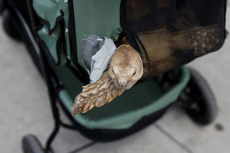 Henry, an African spurred tortoise, peeks out of his stroller on 110th street in New York, U.S., May 19, 2016. REUTERS/Shannon Stapleton