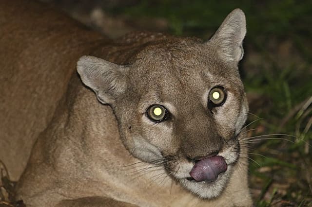 Girl, 4, snatched by mountain lion on camping trip