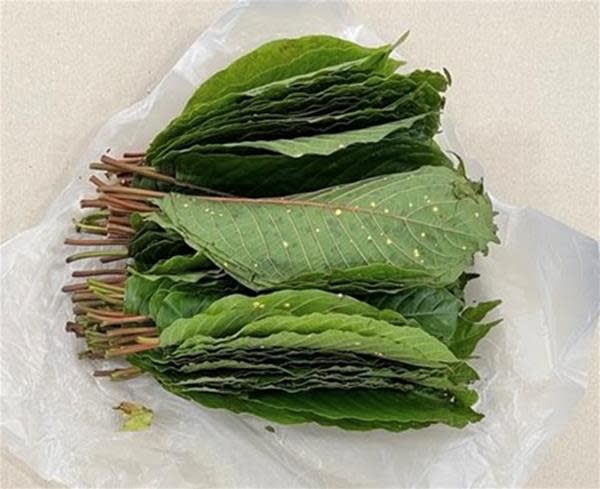 Close-up of one of the 22 bundles of kratom leaves seized from a Malaysia-registered lorry on Monday, 3 January 2022. (PHOTO: Central Narcotics Bureau)

