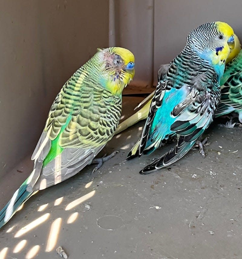 A parakeet with a facial injury was being treated at the Alaqua Animal Refuge in Freeport after it was rescued with more than 160 other birds earlier this month. The birds were left without care in a home in Fort Walton Beach after their owner passed away.