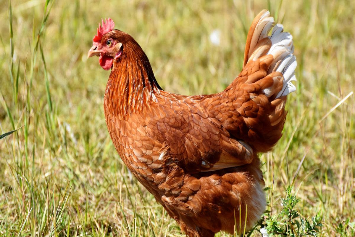 Police appeal after two chickens STOLEN from walk-in coop <i>(Image: Canva)</i>