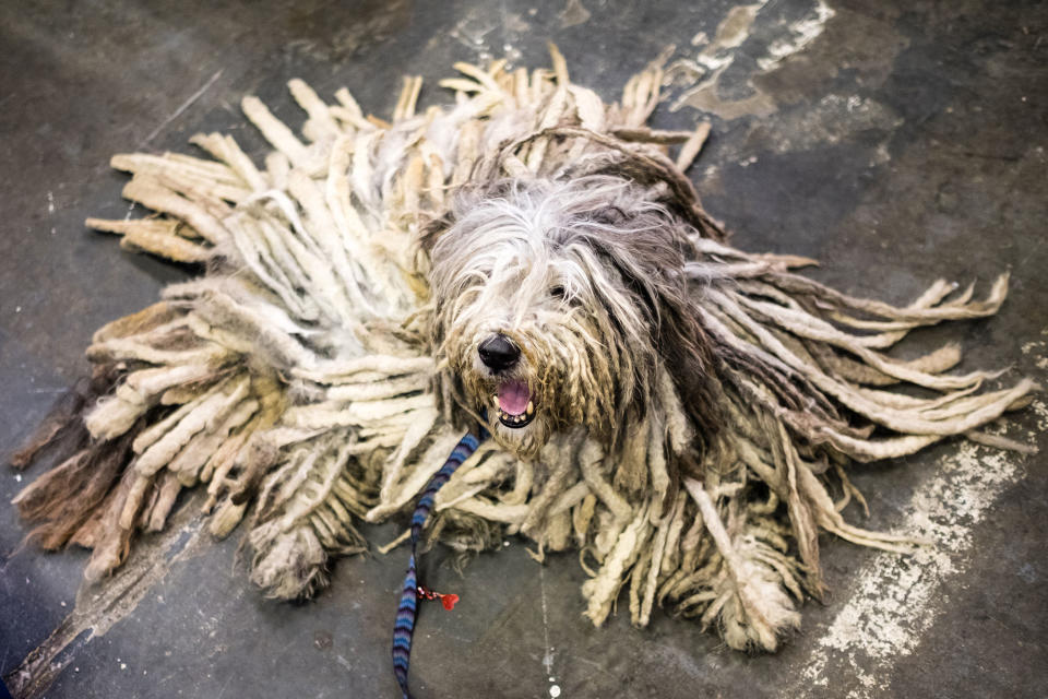 141st Westminster Kennel Club Dog Show