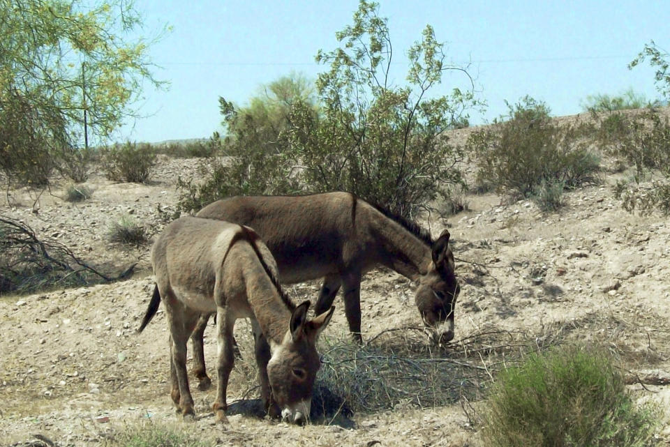 This undated photo provided by the U.S. Bureau of Land Management shows two feral burros in the Mojave Desert within the BLM's Needles, Calif., Field Office. Someone has been killing the wild burros of California's Mojave Desert, and the BLM is offering up to $10,000 to anyone who can help catch the culprit. Over the past three months, 42 dead burros with gunshot wounds have been found along a 60-mile stretch of Interstate 15, the main highway linking Los Angeles to Las Vegas. (U.S. Bureau of Land Management via AP)