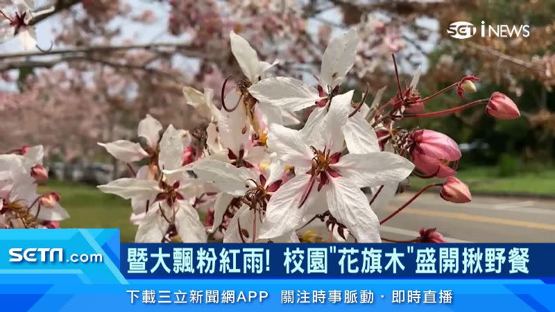 暨南大學校園內開滿了花旗木。